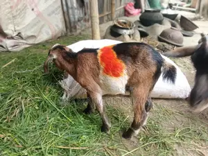২ টি ছাগল একসাথে বিক্রি হবে মাঝারি খাসি+বুড়ানি