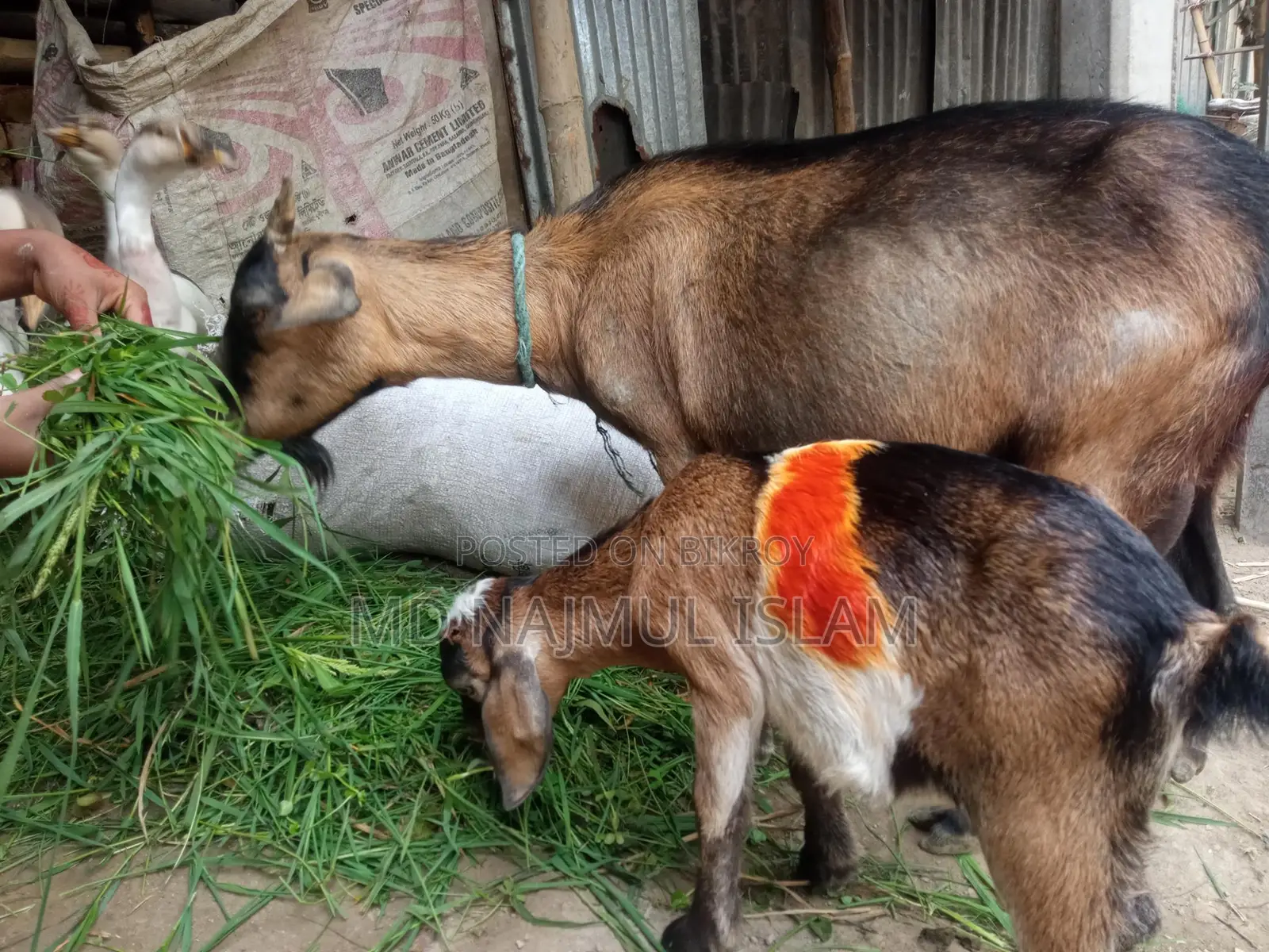 ২ টি ছাগল একসাথে বিক্রি হবে মাঝারি খাসি+বুড়ানি