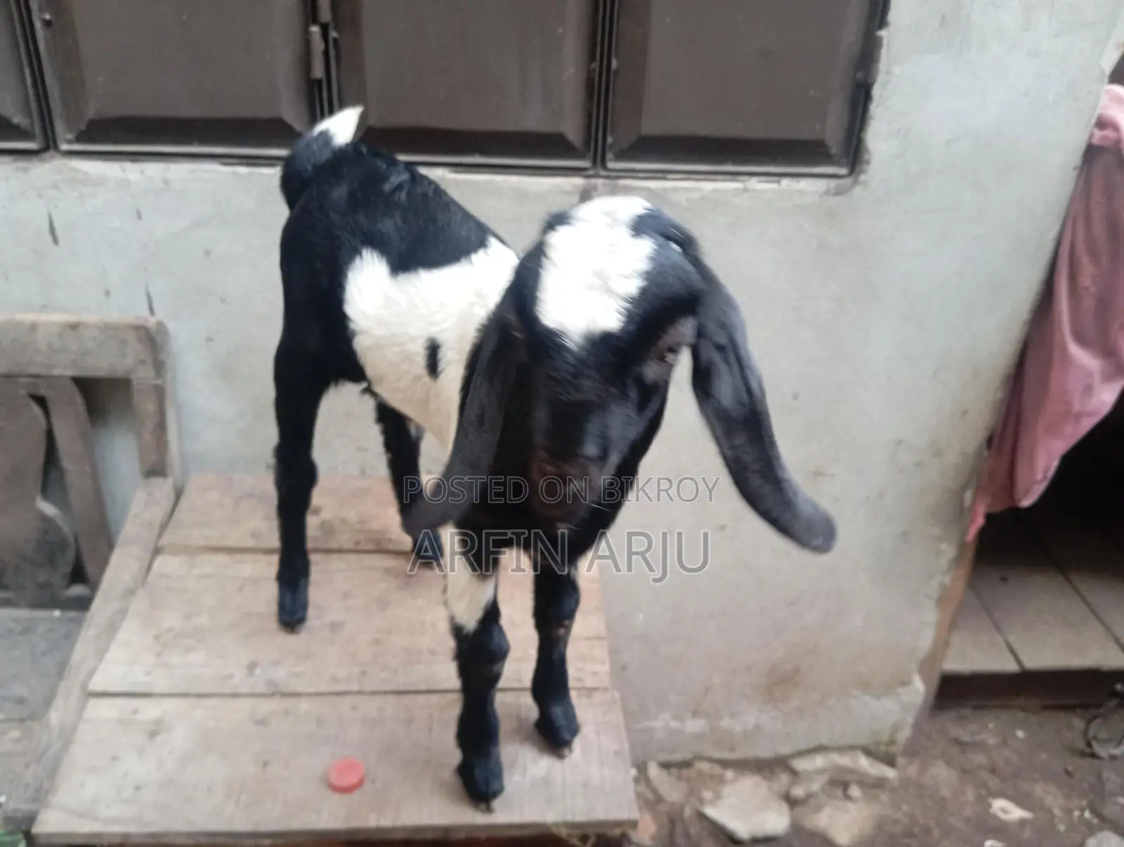 2 Goats for Sale