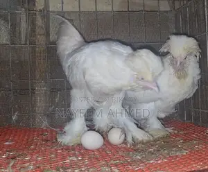 Sultan,silky & buf sebrait female