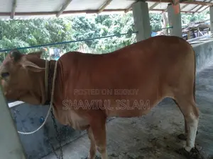 বকনা গরু