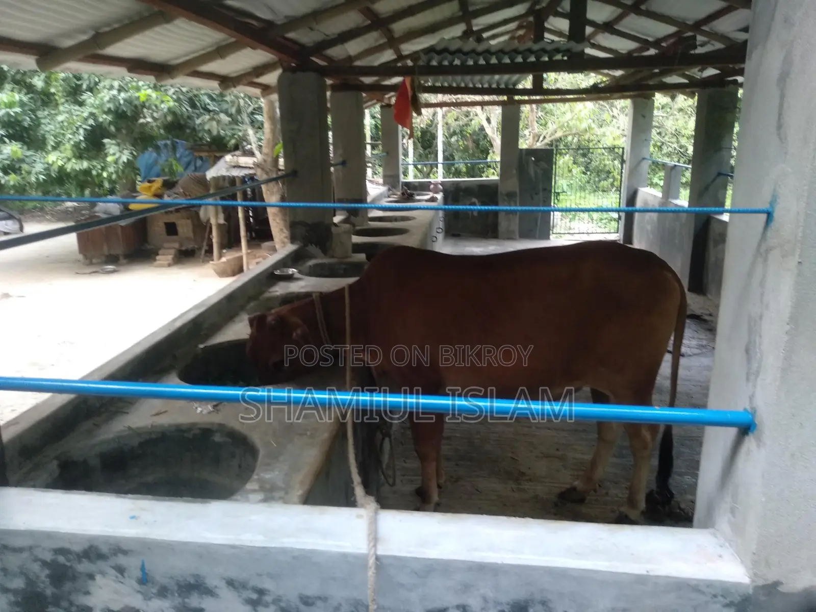 বকনা গরু