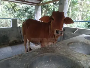 বকনা গরু