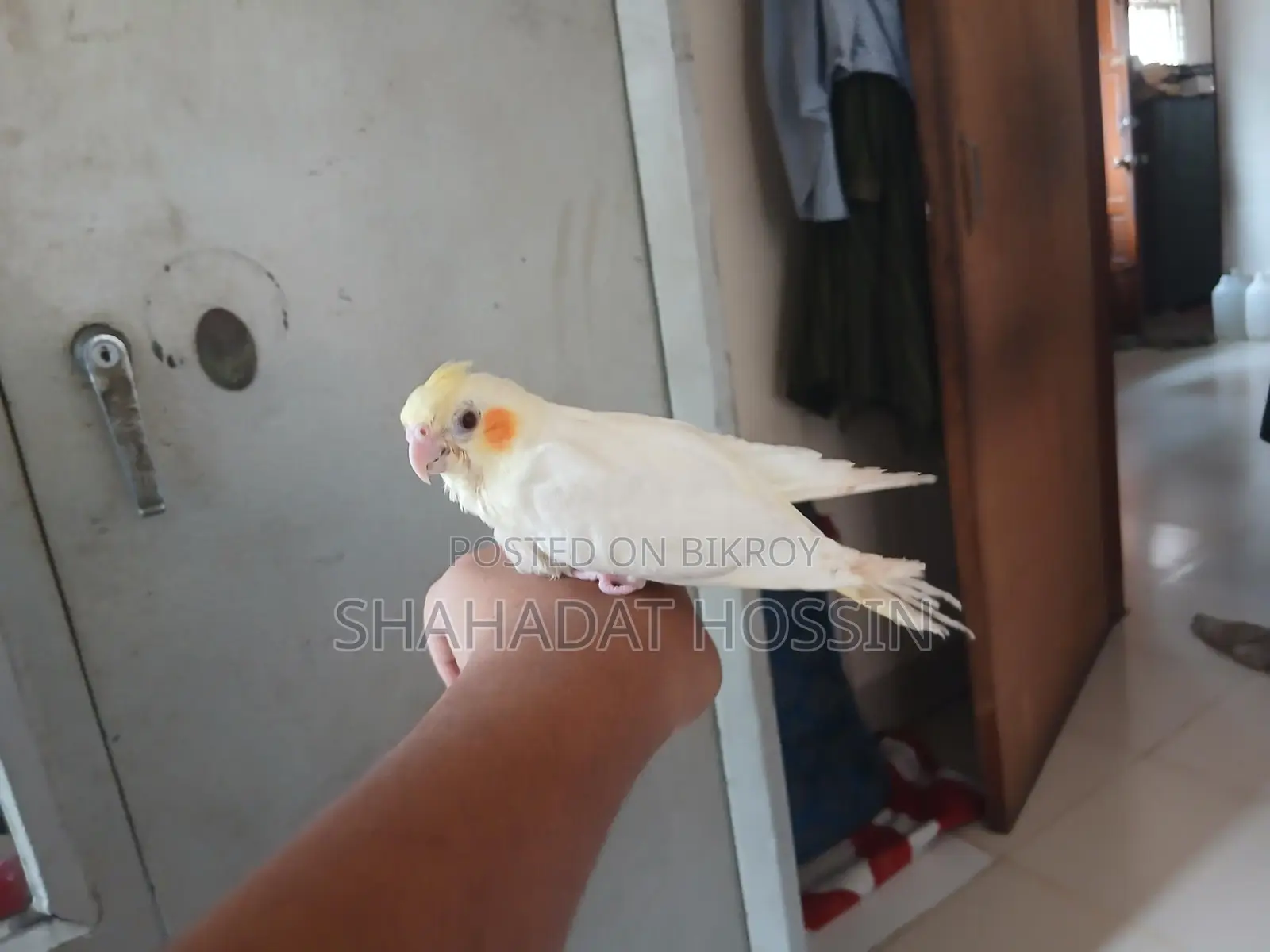 Red Eye Cockatiel