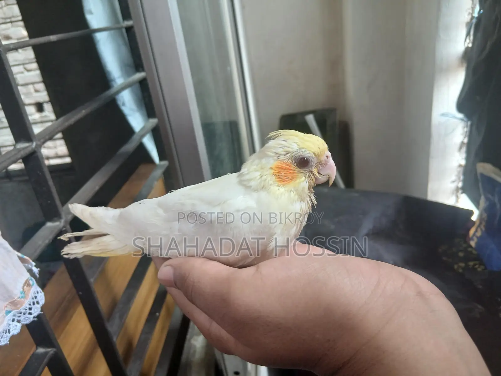 Red Eye Cockatiel