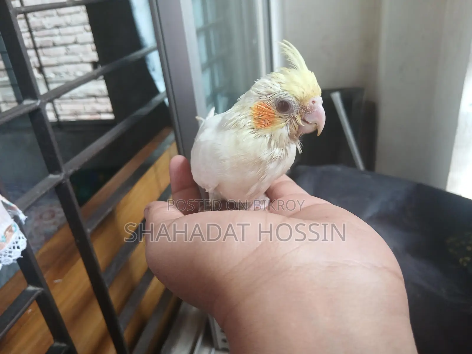 Red Eye Cockatiel