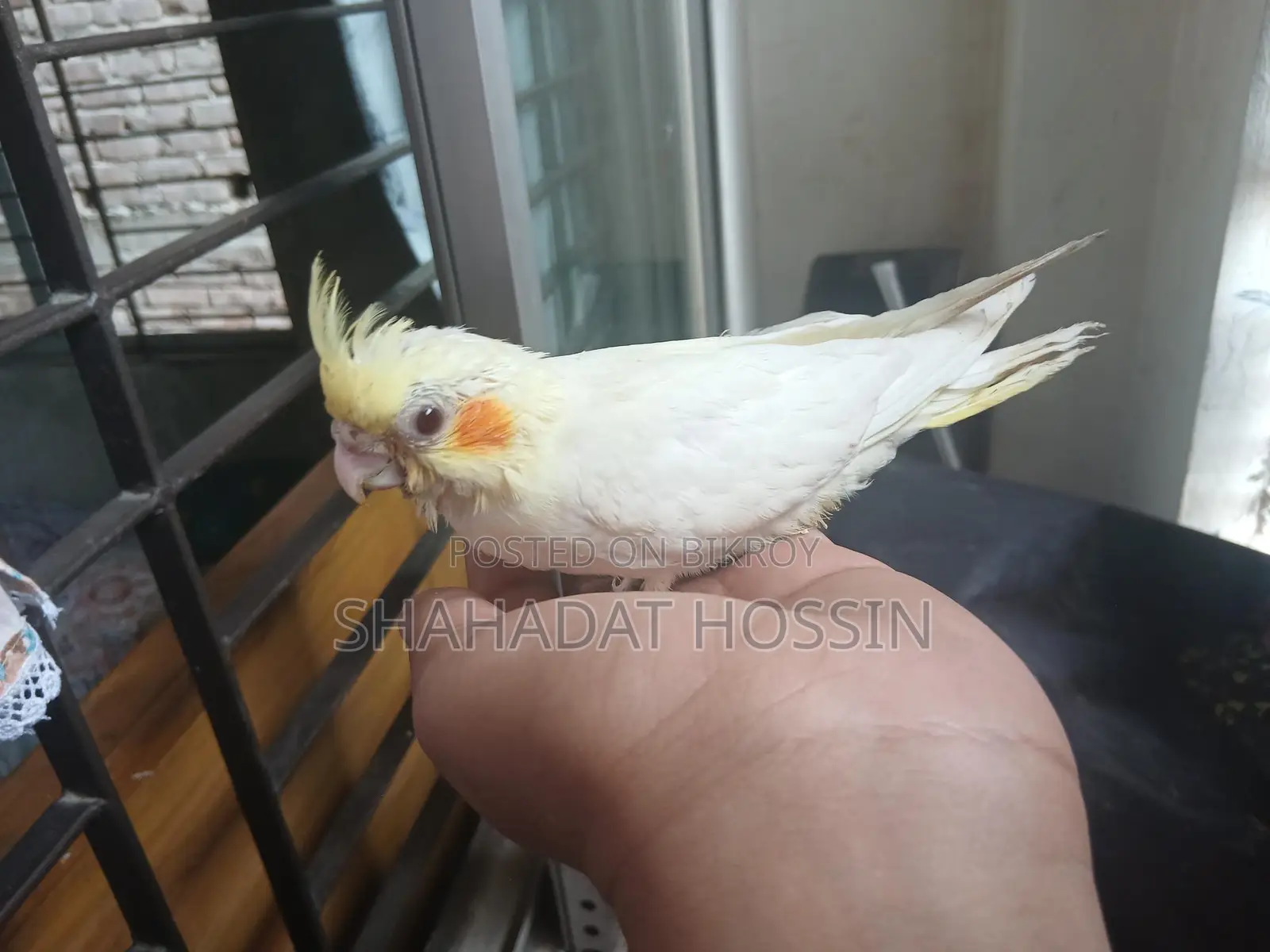 Red Eye Cockatiel