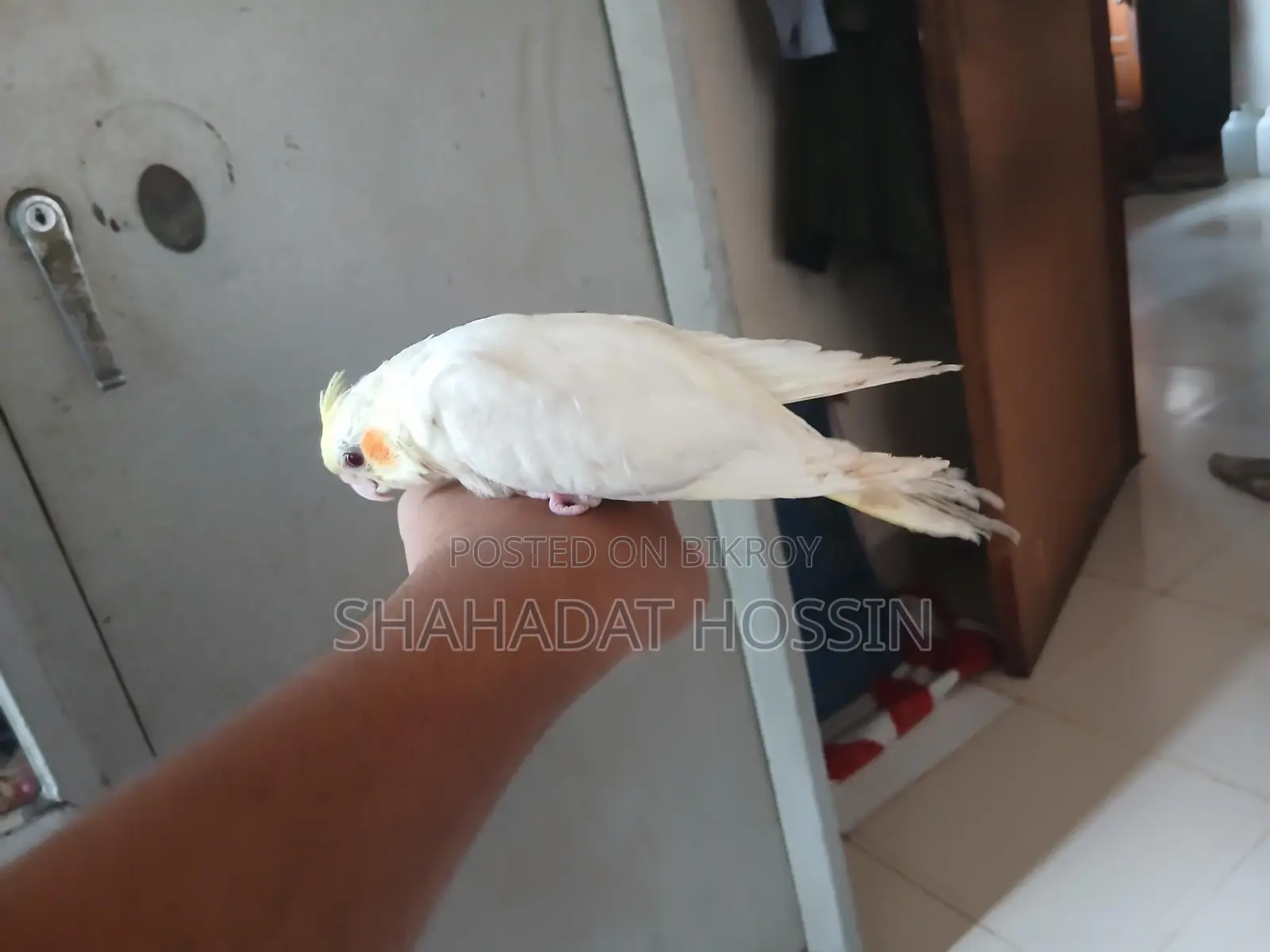 Red Eye Cockatiel