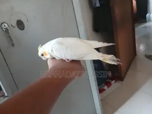 Red Eye Cockatiel