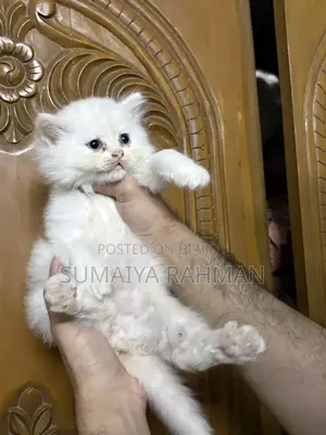 Blue Eyes Persian Male Kitten