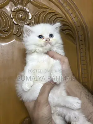 Blue Eyes Persian Male Kitten