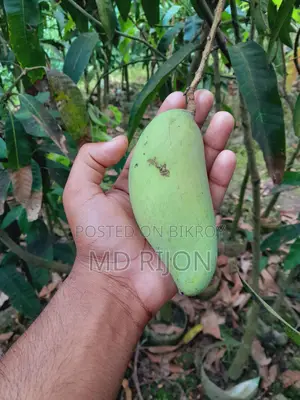 Long Banana or Mango Tree
