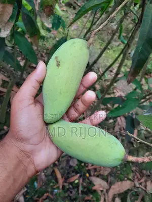 Long Banana or Mango Tree