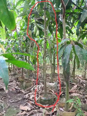Long Banana or Mango Tree