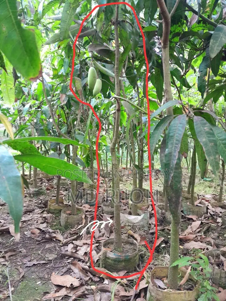 Long Banana or Mango Tree