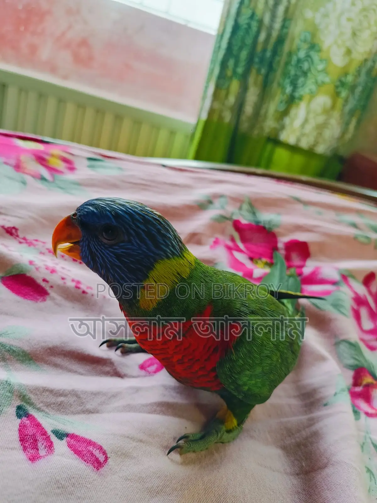 Bird for Sale