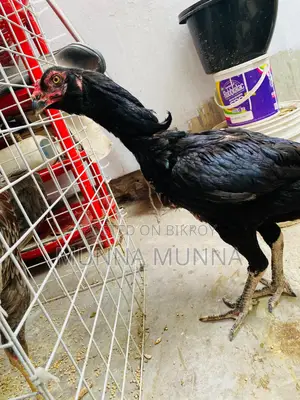 Active Hasil Chicken