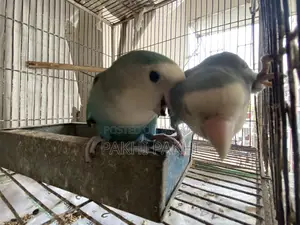 লাভ বার্ড