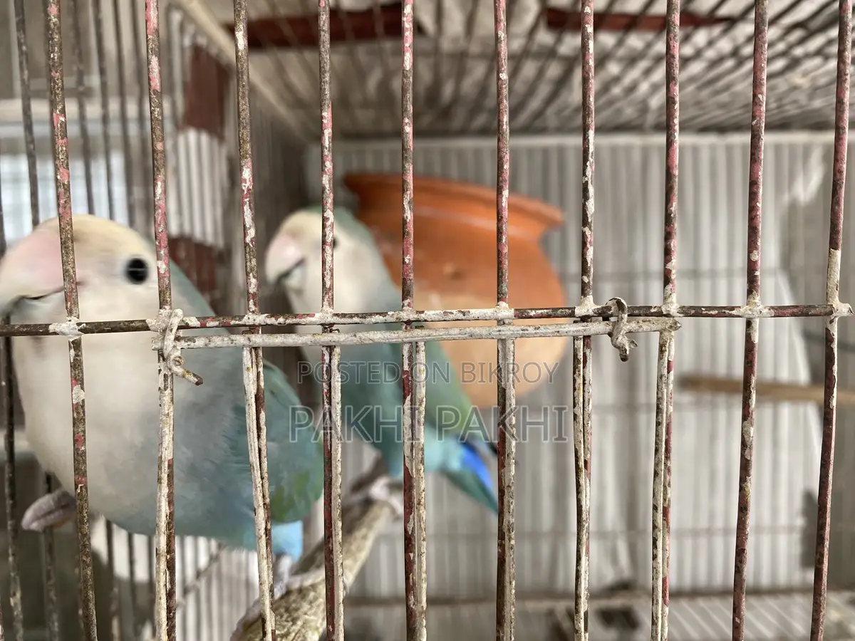 Love Bird