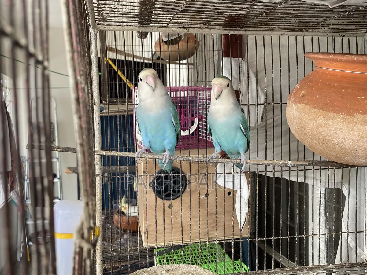 Love Bird