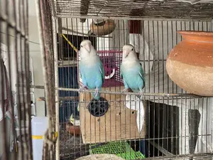 Love Bird