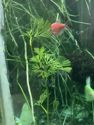 Aquirium plant