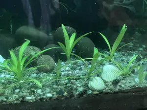 Aquarium Plant