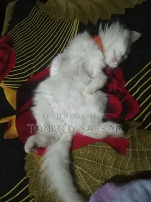 Cat for sale