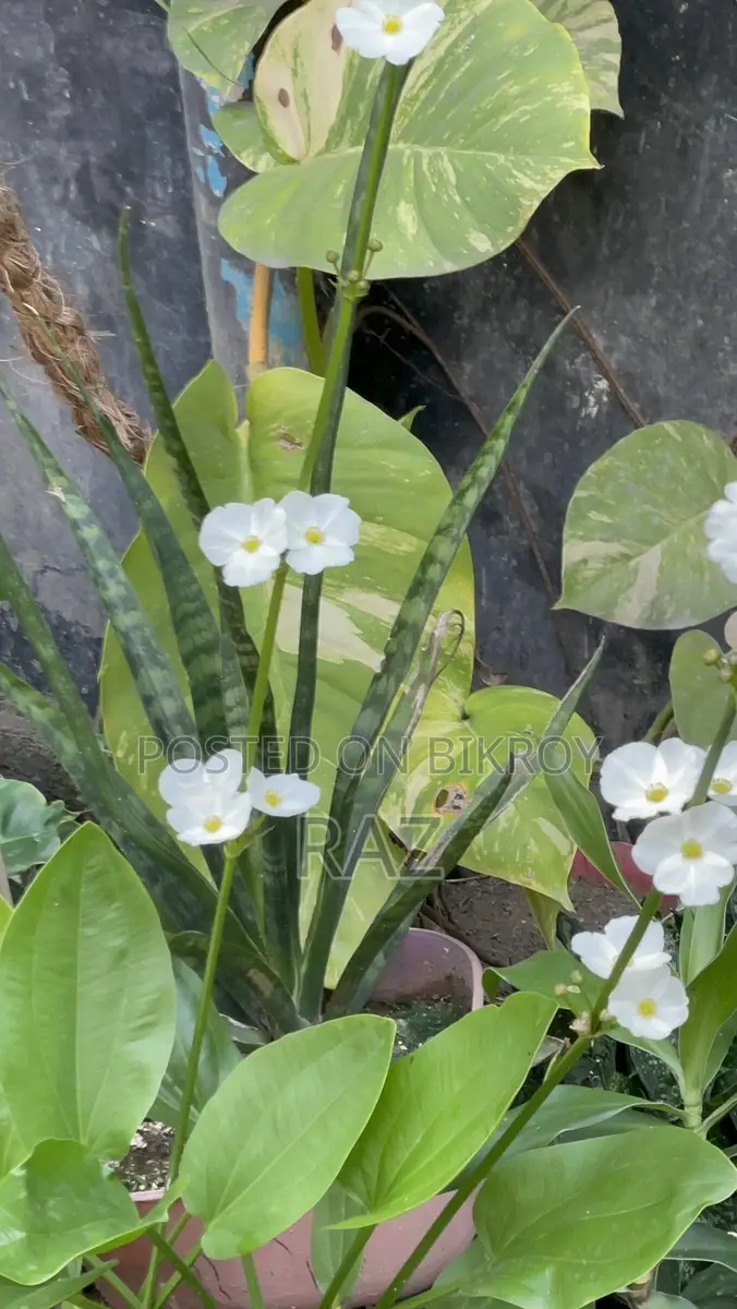 Sword Lily Water Plant