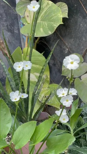 Sword Lily Water Plant