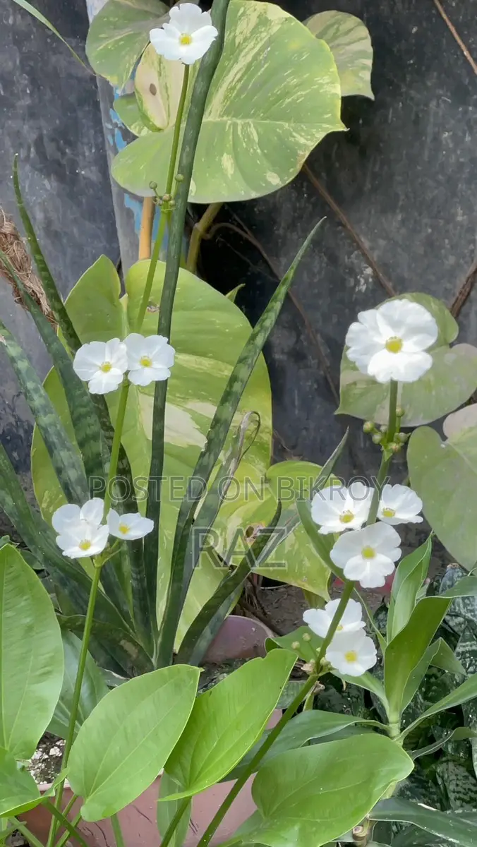 Sword Lily Water Plant