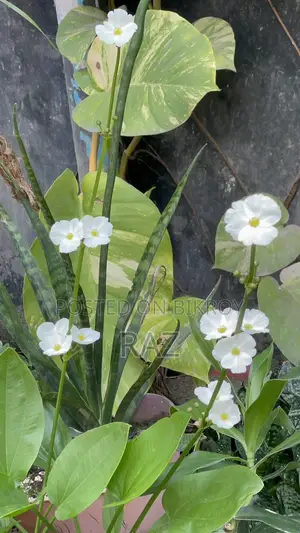 Sword Lily Water Plant