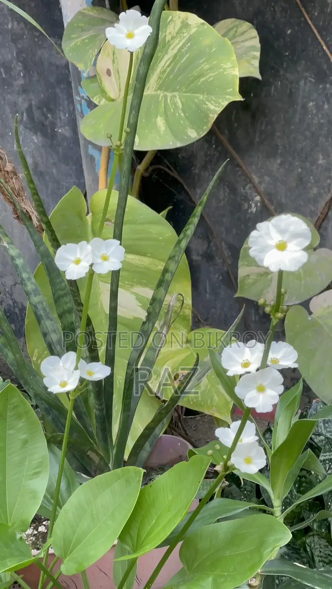 Sword Lily Water Plant