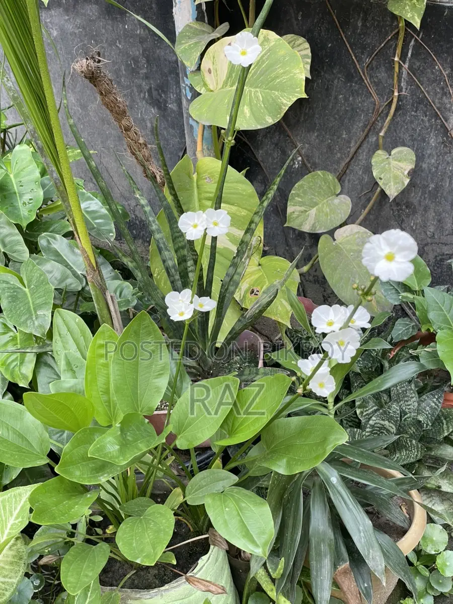 Sword Lily Water Plant