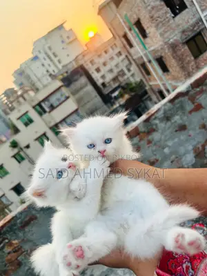 Persian Cat