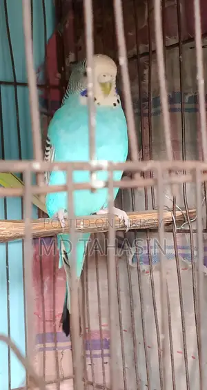 Budgerigar Bird