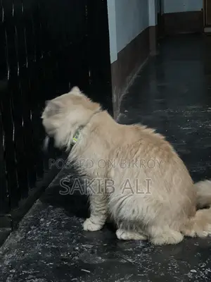 Persian Cat