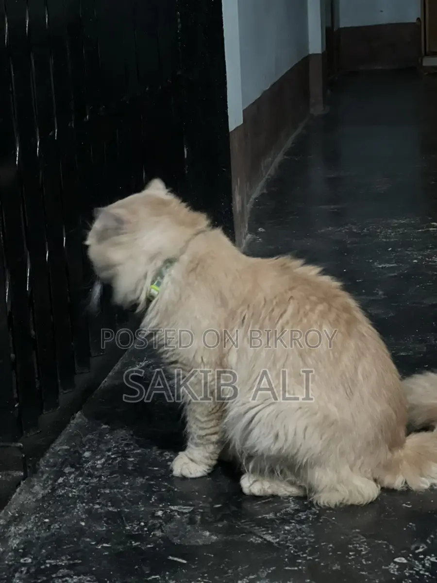 Persian Cat
