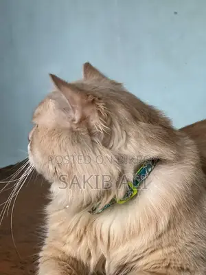 Persian Cat
