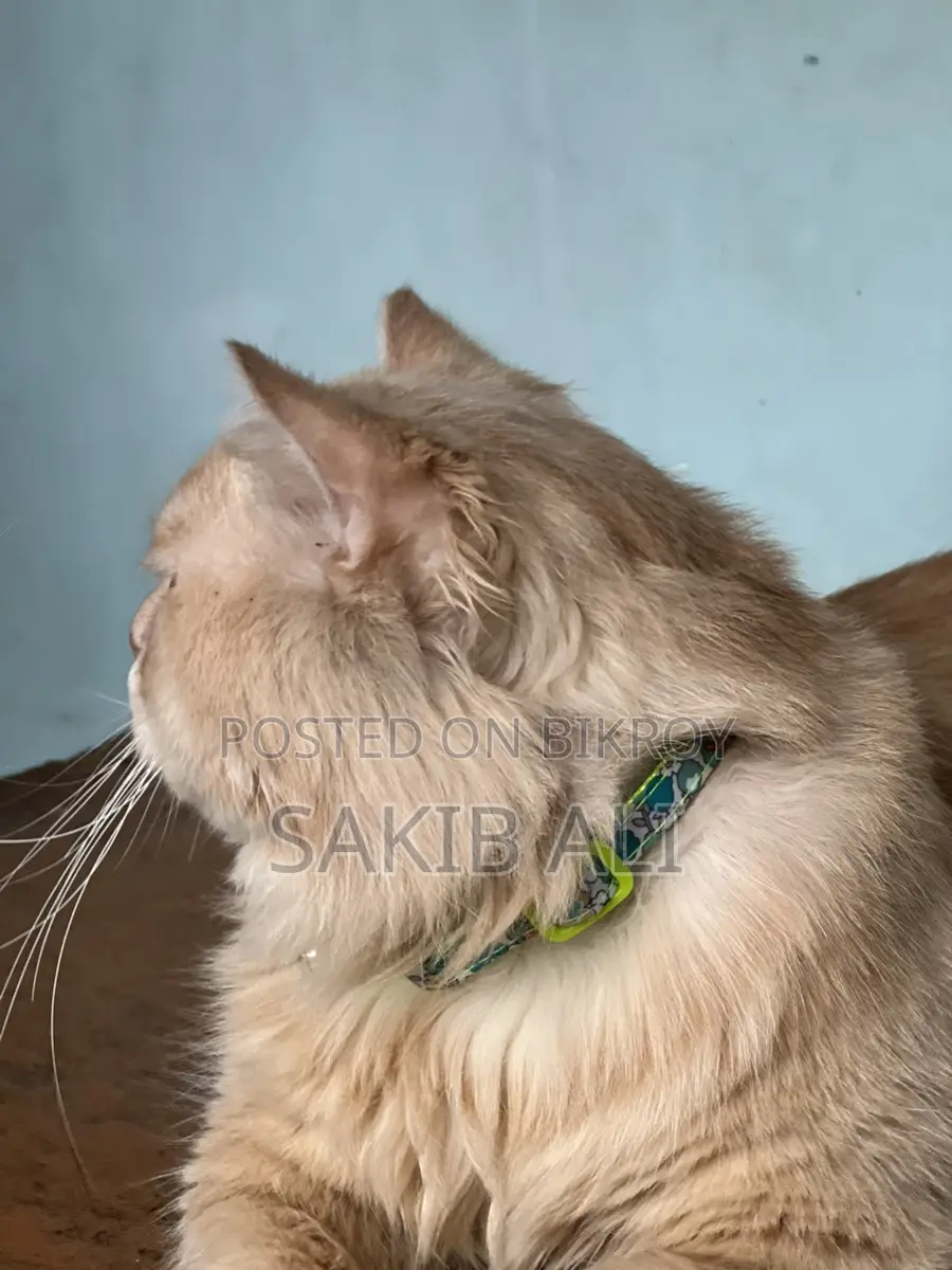 Persian Cat