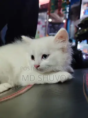 Cat for Sale