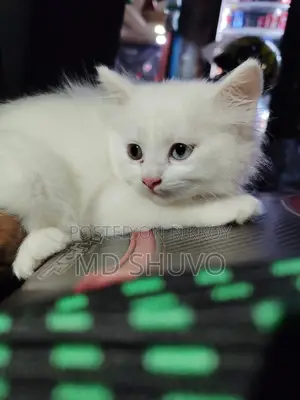 Cat for Sale