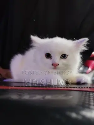 Cat for Sale