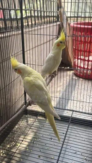 Lutino Cockatiel Pair with cage