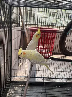 Lutino Cockatiel Pair with cage