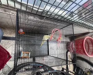 Lutino Cockatiel Pair with cage