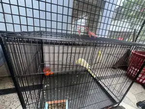 Lutino Cockatiel Pair with cage