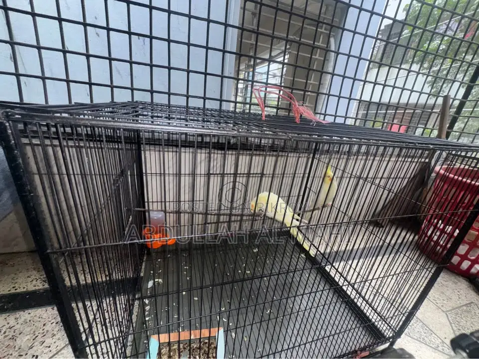 Lutino Cockatiel Pair with cage
