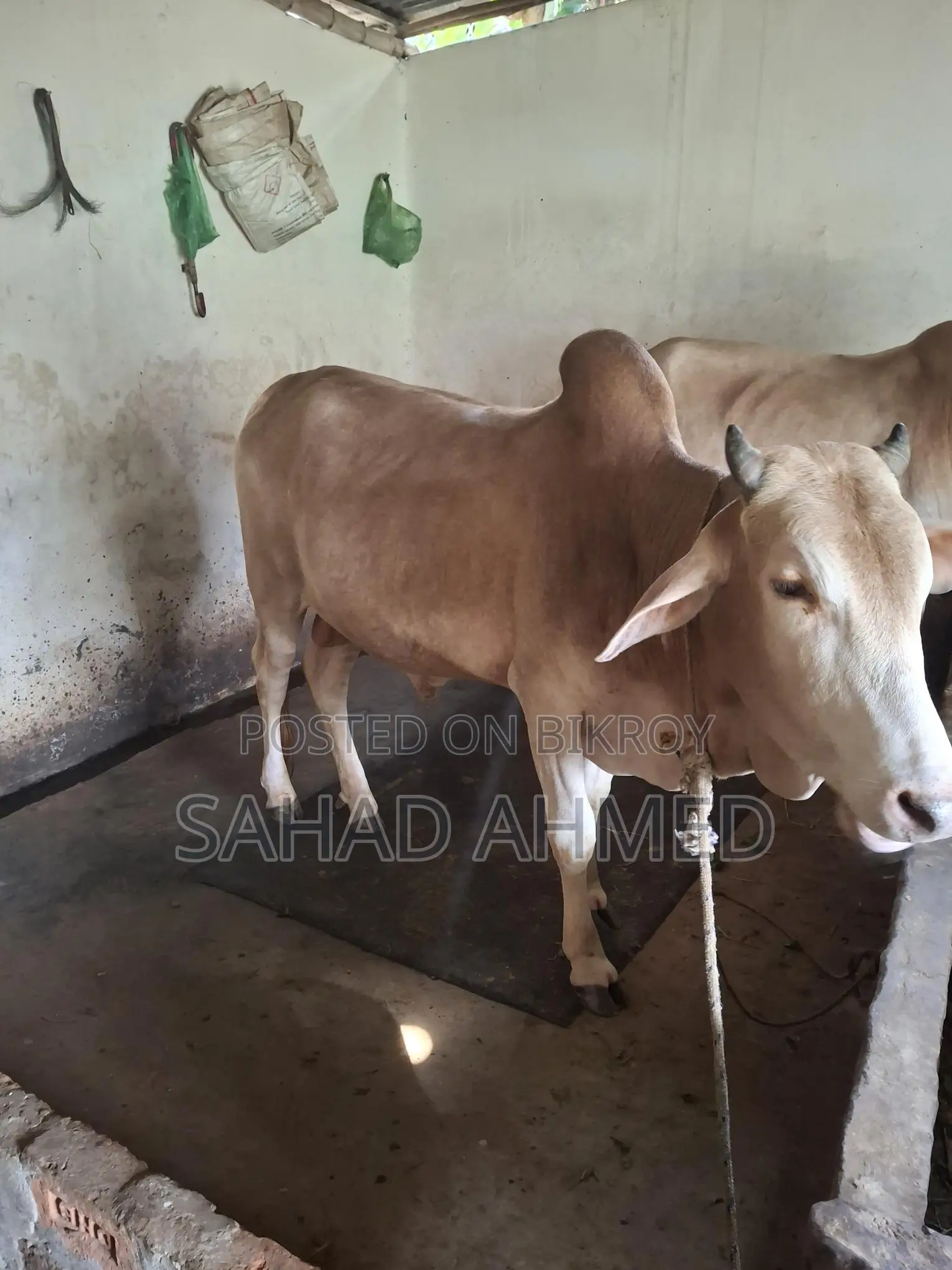 Cow for Qurbani