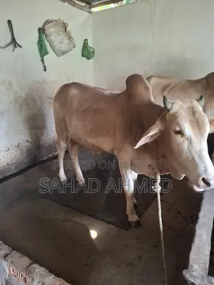 ২ দাঁতের গরু